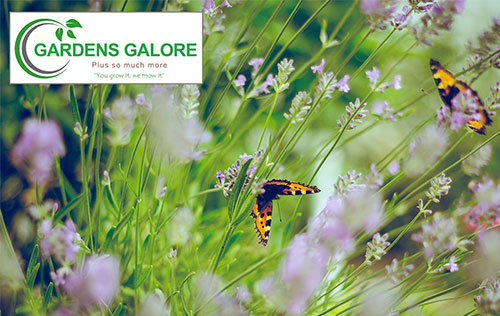 Gardens Galore & more website by Ballynet